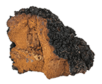 Chaga