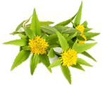 Rhodiola
